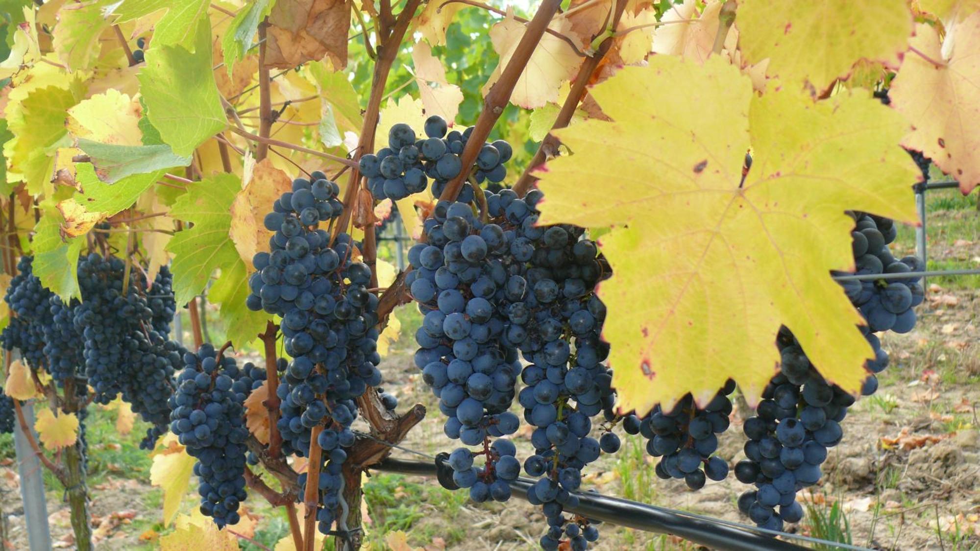 Weingut Herbert Kram Nordheim am Main Exteriör bild